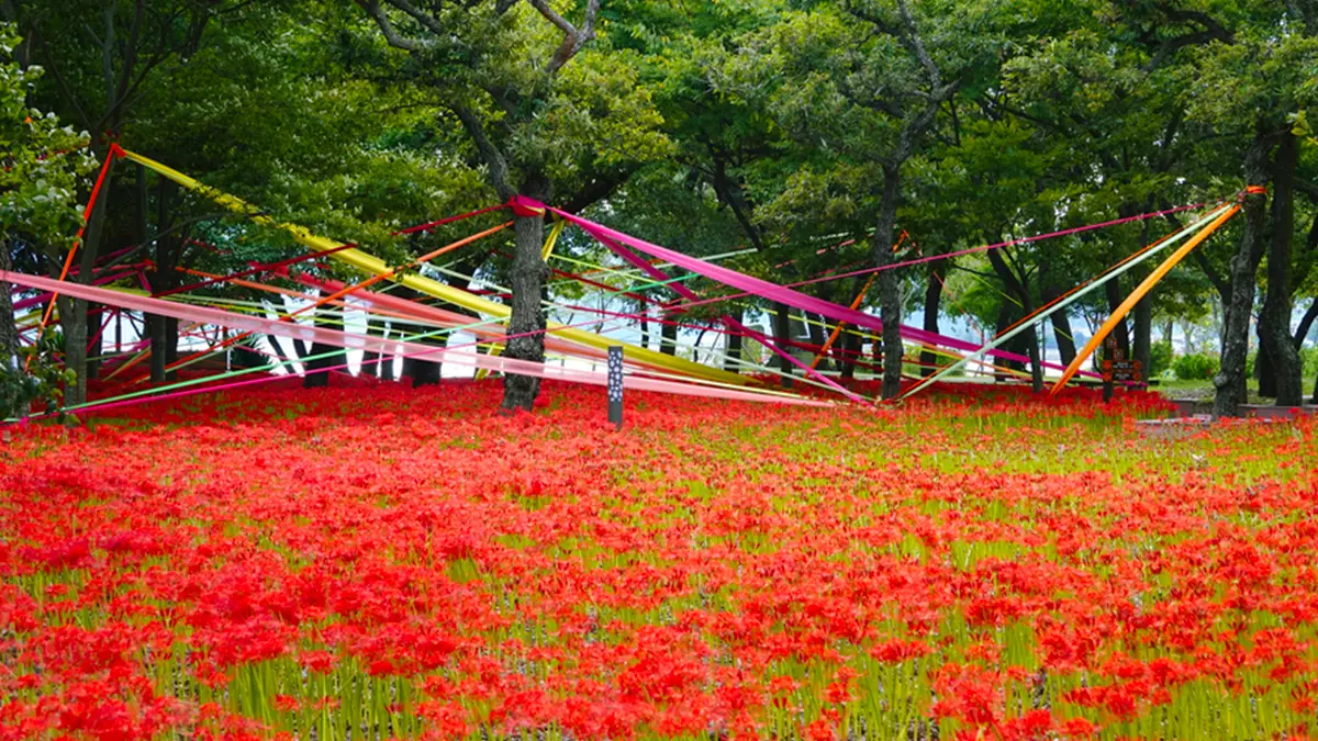 남해 앵강다숲 꽃무릇