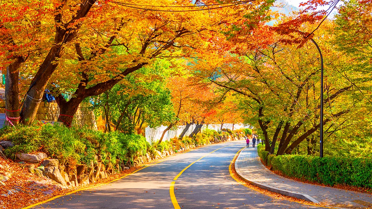 남산 단풍 산책