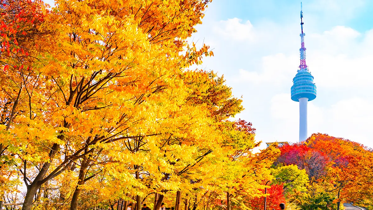 남산공원 가을 단풍