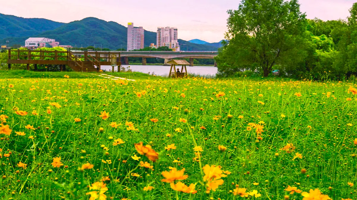 "이 풍경을 서울 근교에서 본다고?"... 축구장 68개 규모에 핀 황화코스모스 명소 - 여행을말하다