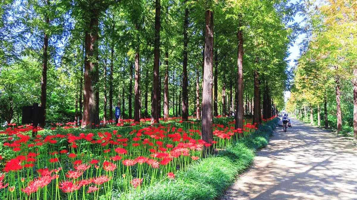 난지 테마관광 숲길 상사화