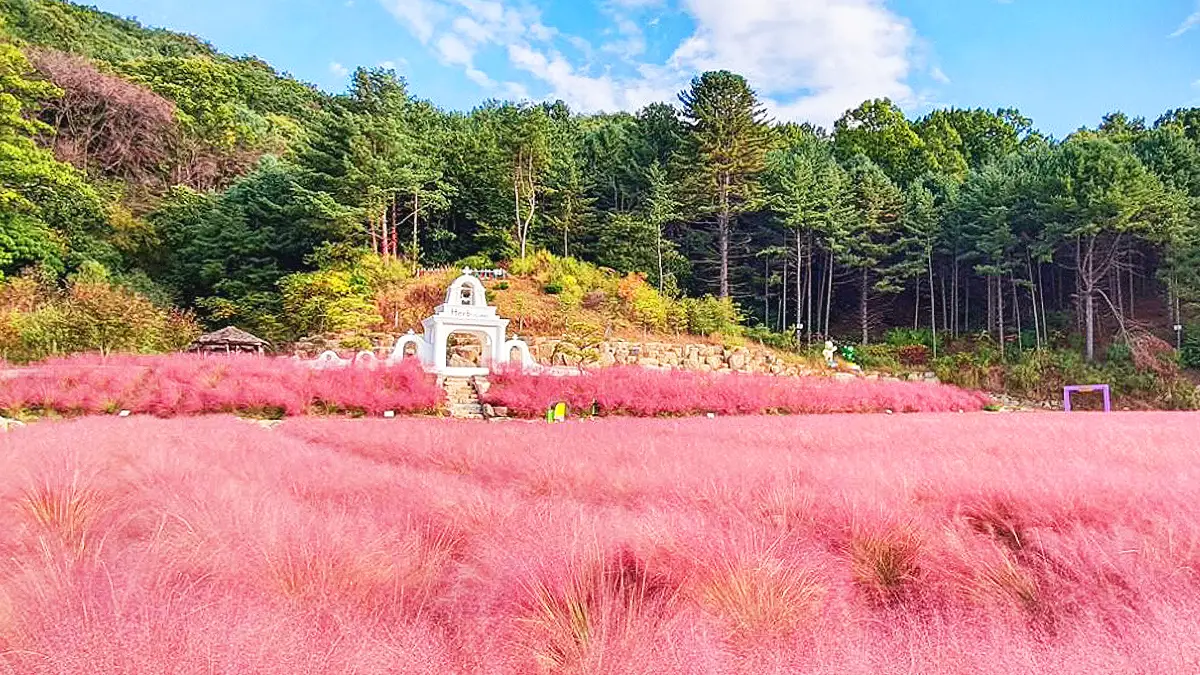 포천 허브아일랜드 핑크뮬리 축제