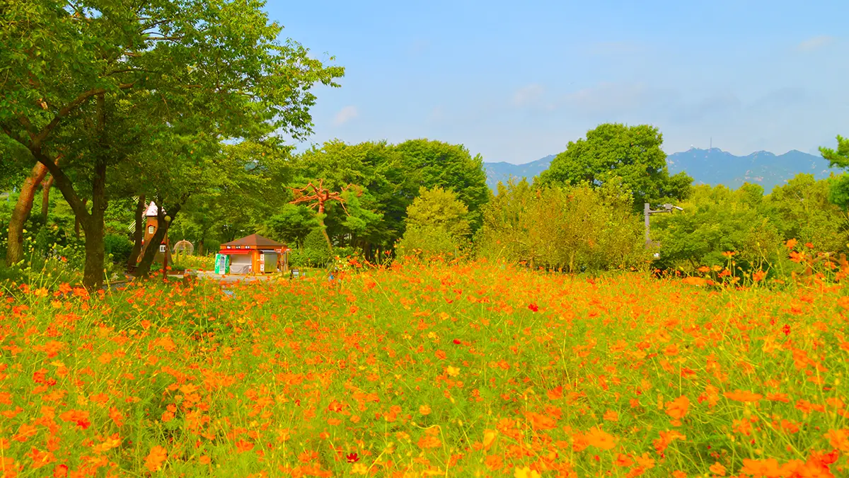 서울대공원 황화코스모스