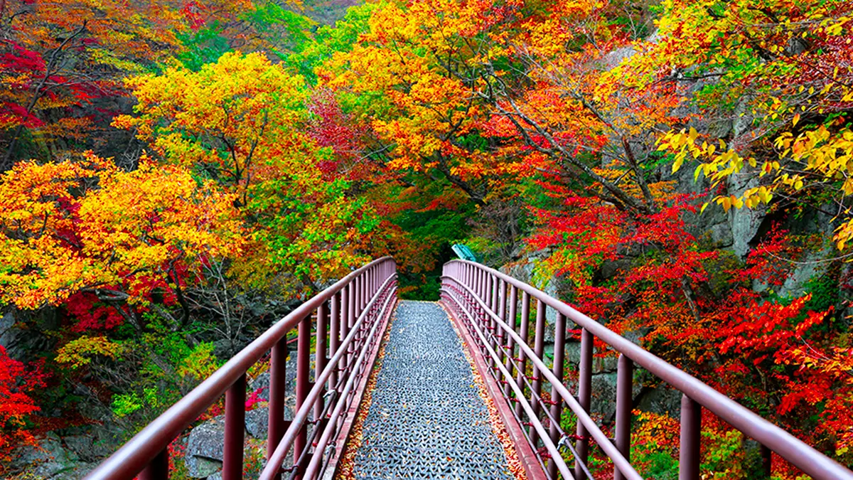 소백산 구름다리 소백산 구름다리