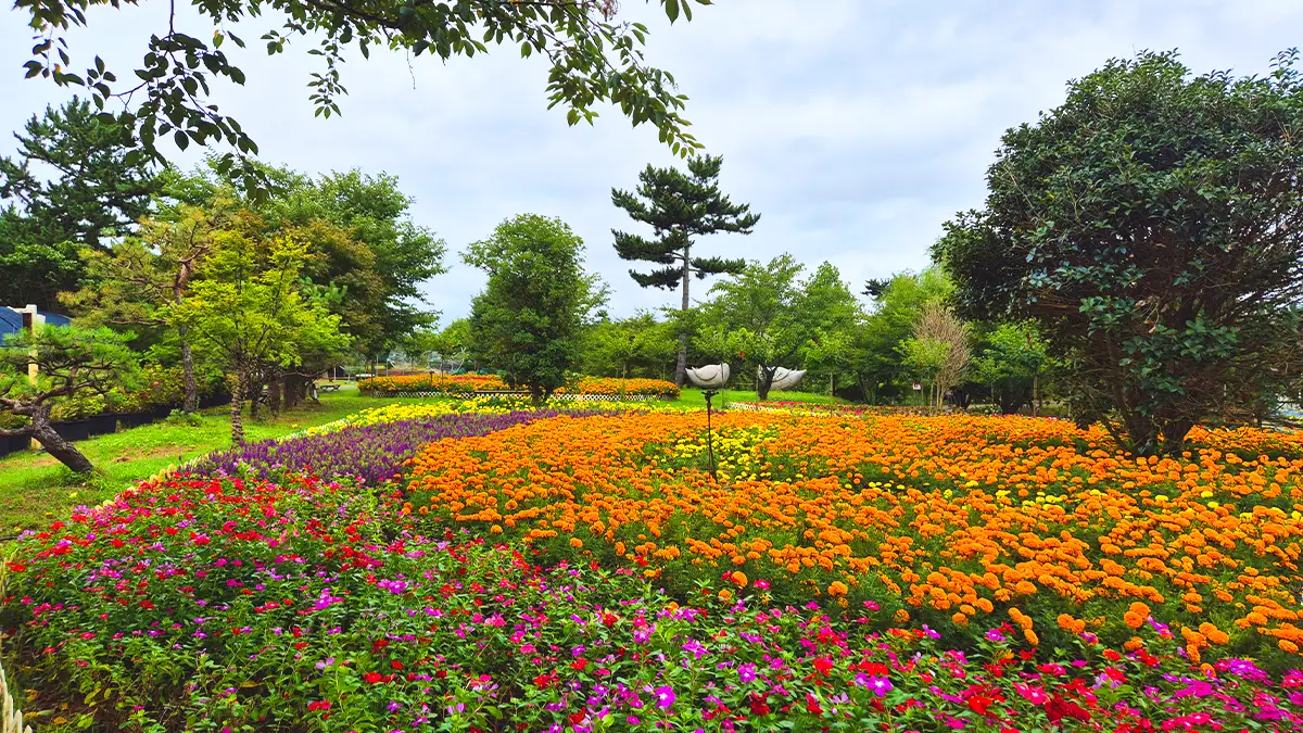 2025 가을꽃박람회 준비중인 네이처월드 2025 가을꽃박람회 준비중인 네이처월드