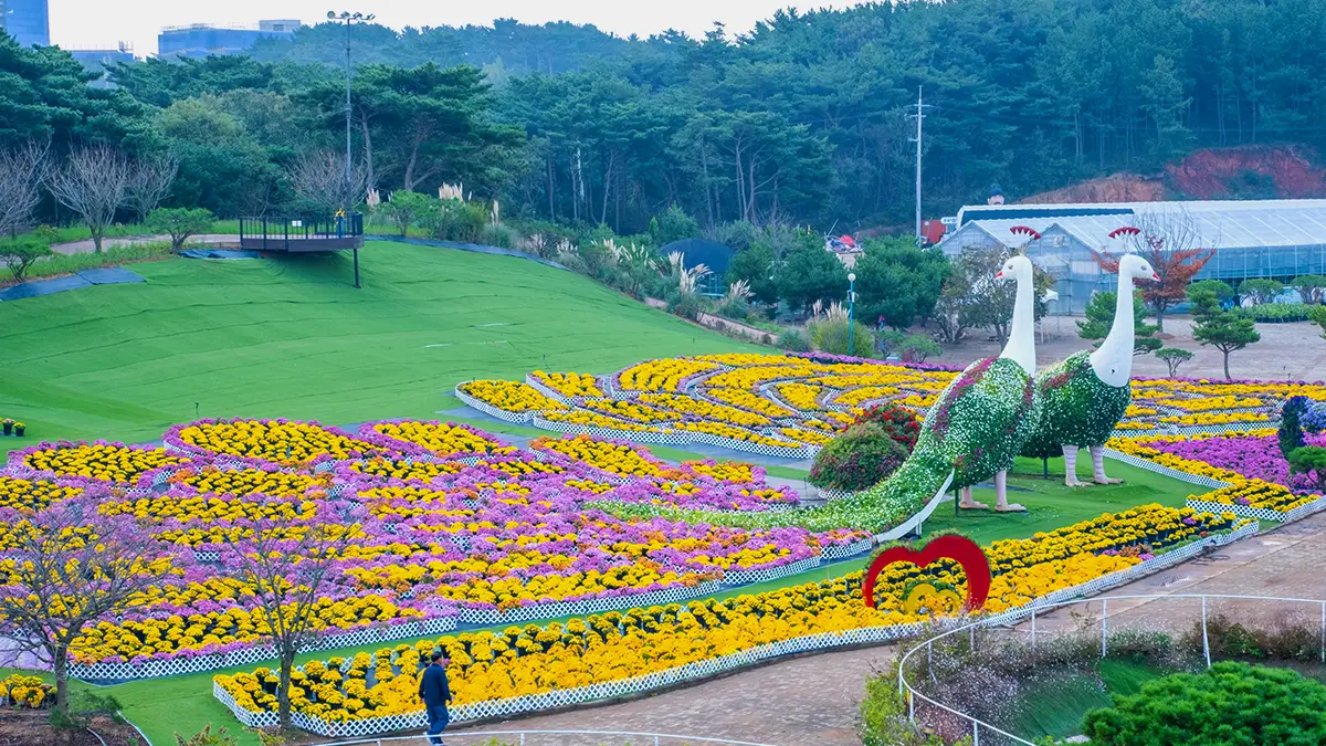 2024 태안 가을꽃박람회 2024 태안 가을꽃박람회