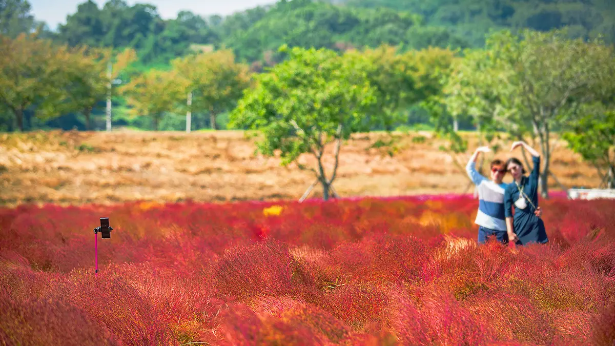의령 가을 댑싸리 의령 가을 댑싸리