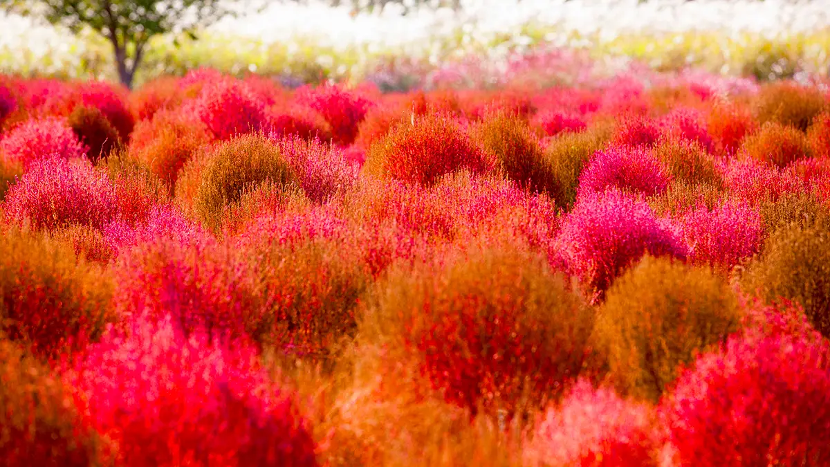 친수공원 댑싸리 친수공원 댑싸리