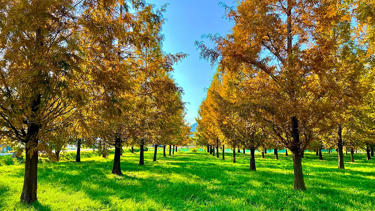 새우나무 키우고 돌보는 방법, image size:1200x675