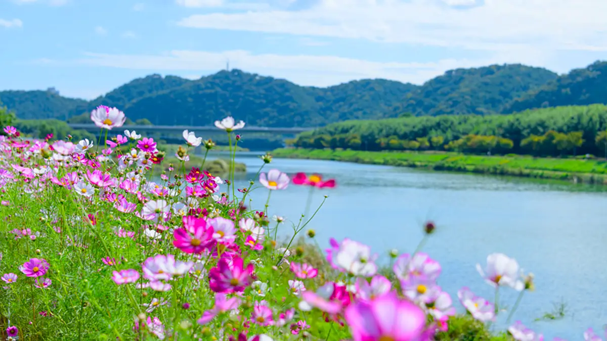 태화강국가정원 코스모스 태화강국가정원 코스모스