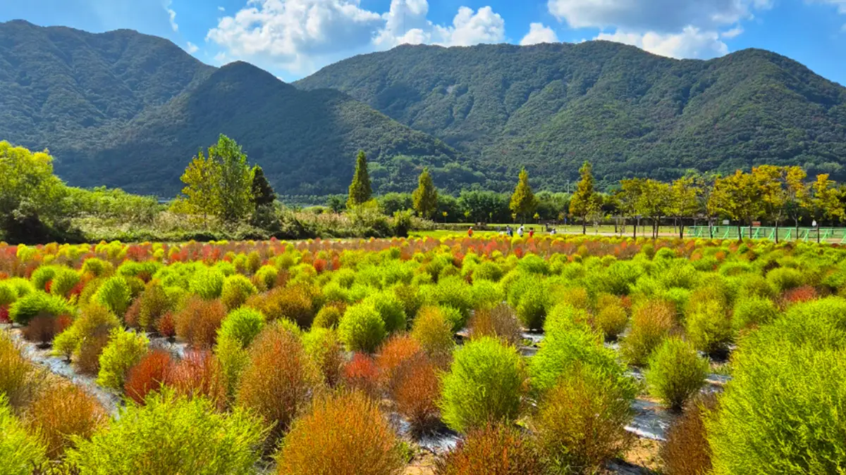 황산공원 댑싸리