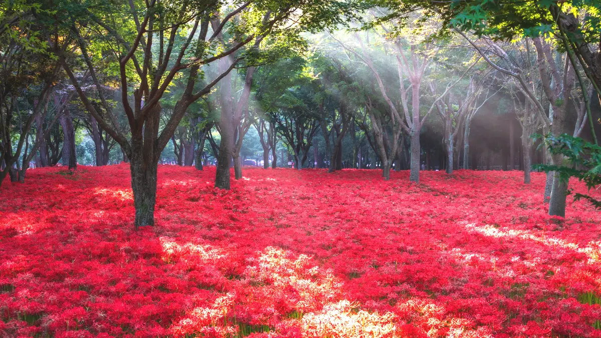 불갑산 상사화 모습