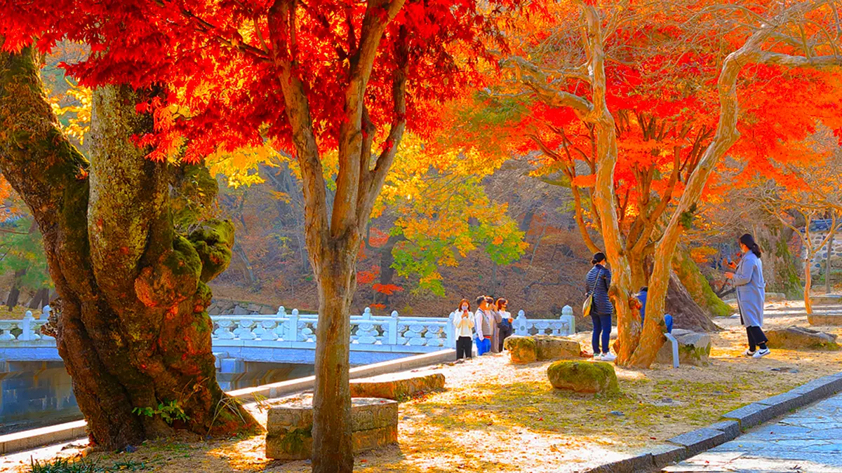 양산 통도사 가을 단풍