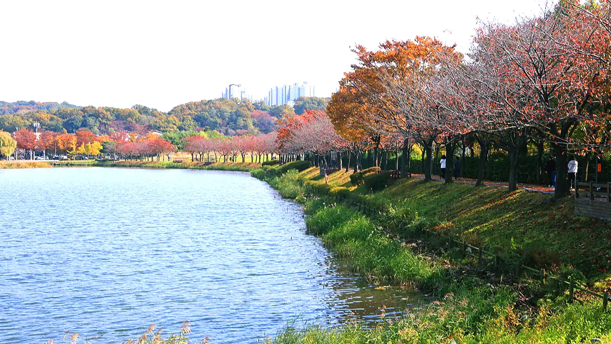 화랑유원지 단풍 화랑유원지 단풍