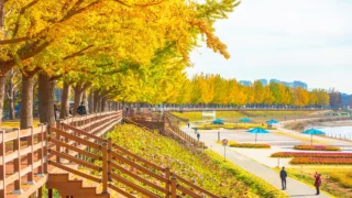 곡교천 은행나무길