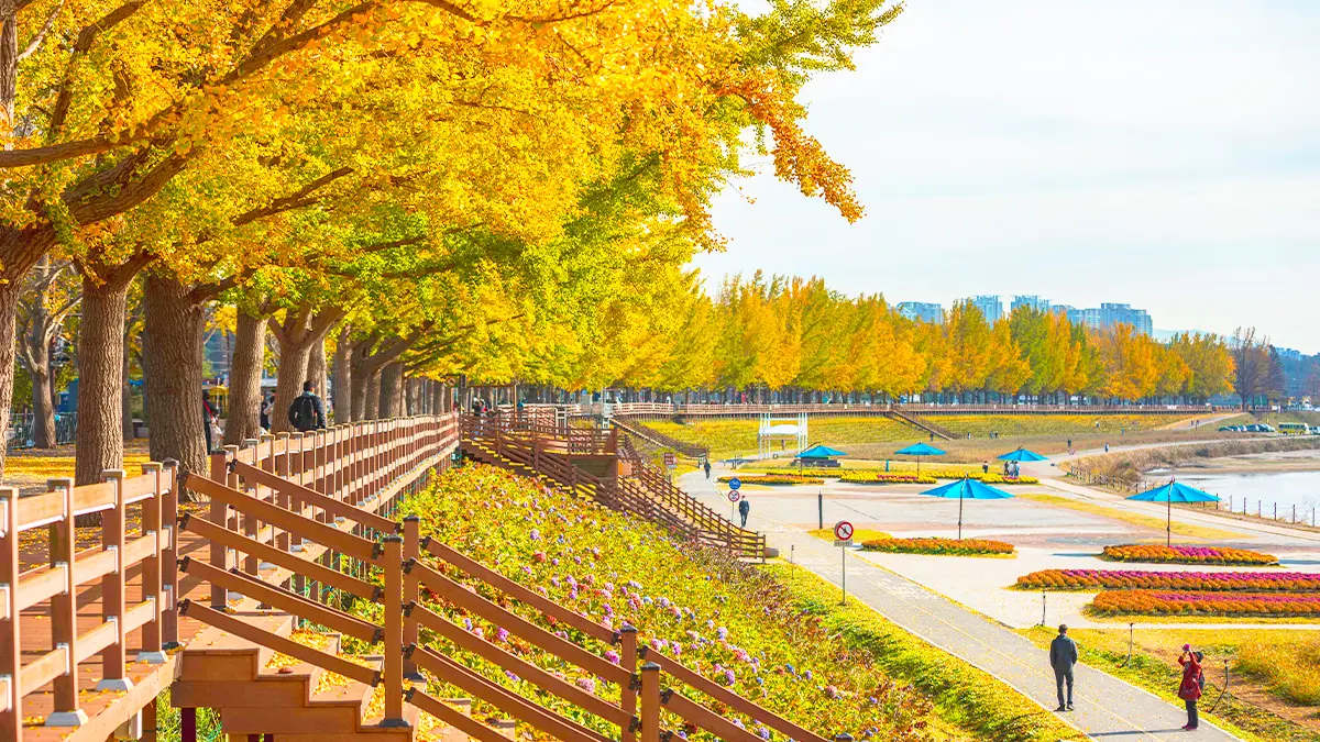 곡교천 은행나무길