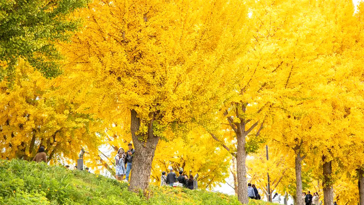 아산 곡교천 은행나무길