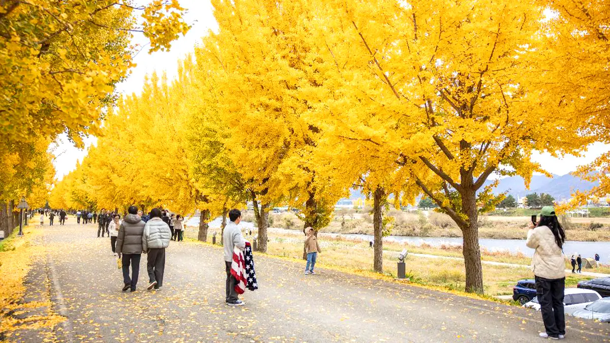 아산 곡교천 은행나무길 모습