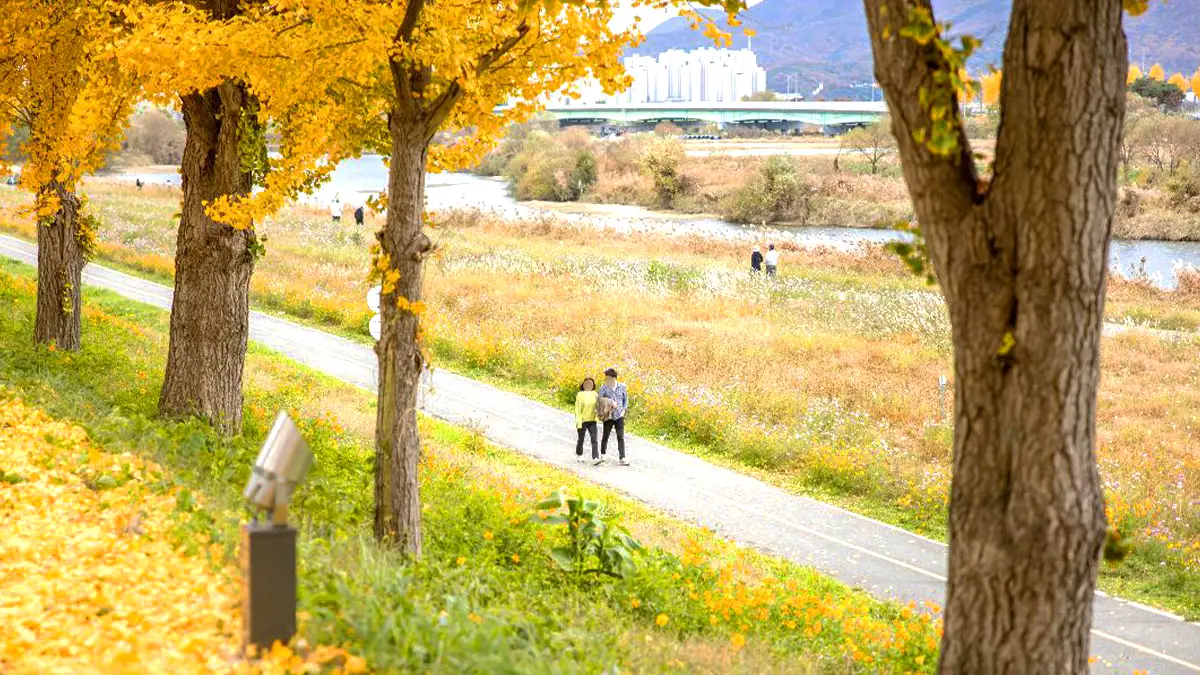 은행나무와 억새