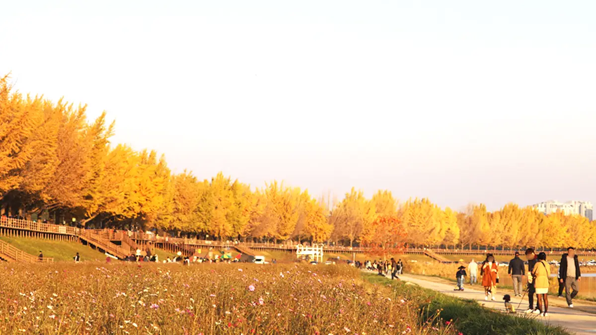 곡교천 은행나무길 산책