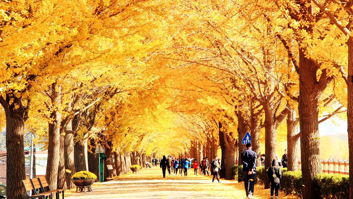 곡교천 은행나무길 곡교천 은행나무길