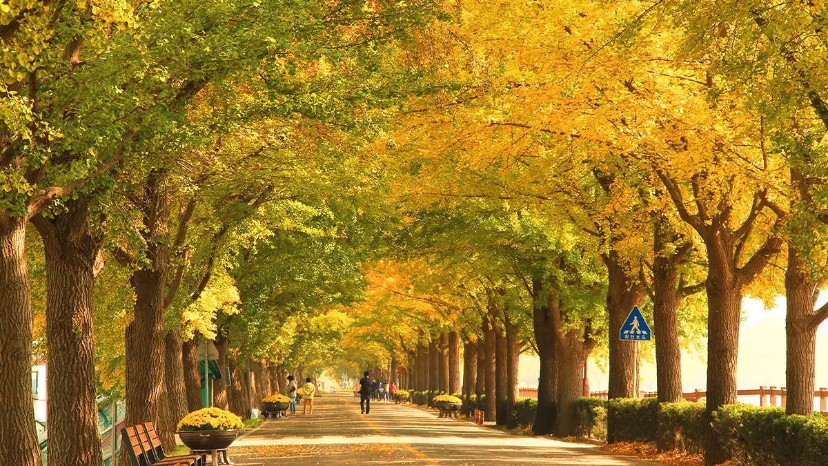 곡교천 은행나무길 모습 곡교천 은행나무길 모습