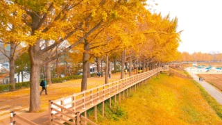 아산 곡교천 은행나무길