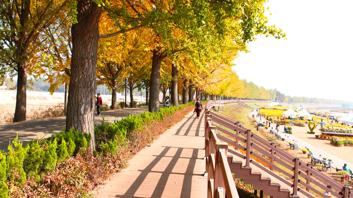 곡교천 은행나무길 나무 계단 곡교천 은행나무길 나무 계단