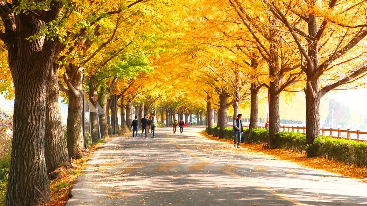 아산 곡교천 은행나무길 모습 아산 곡교천 은행나무길 모습