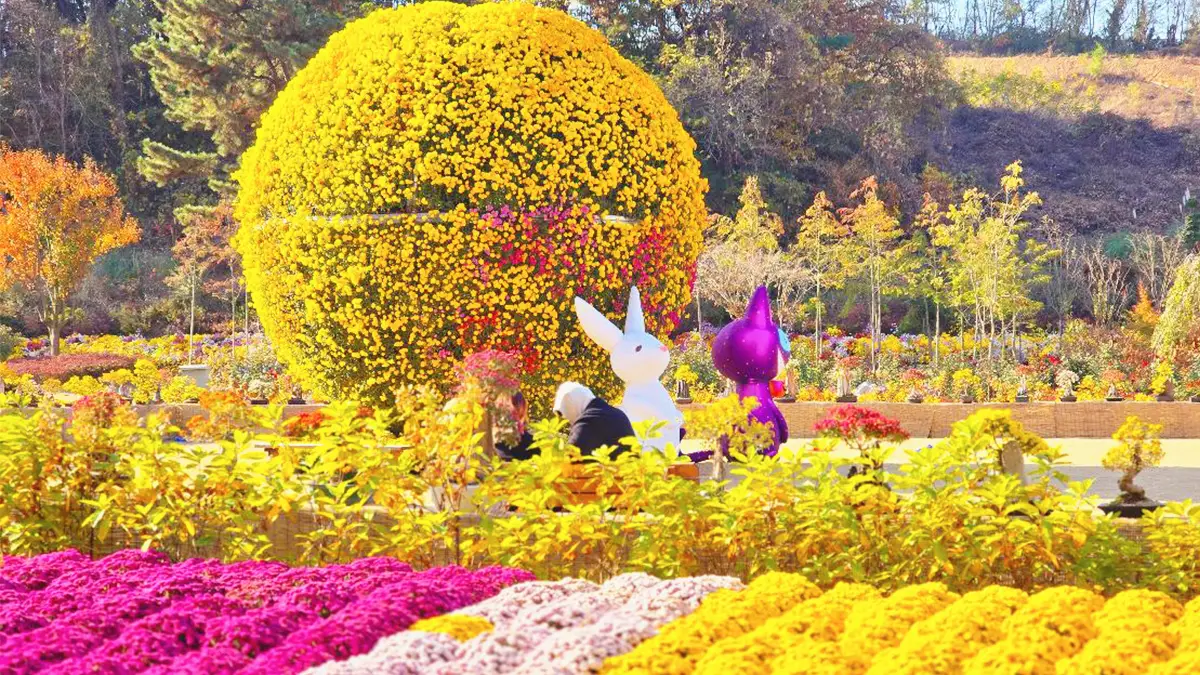 피나클랜드 국화축제