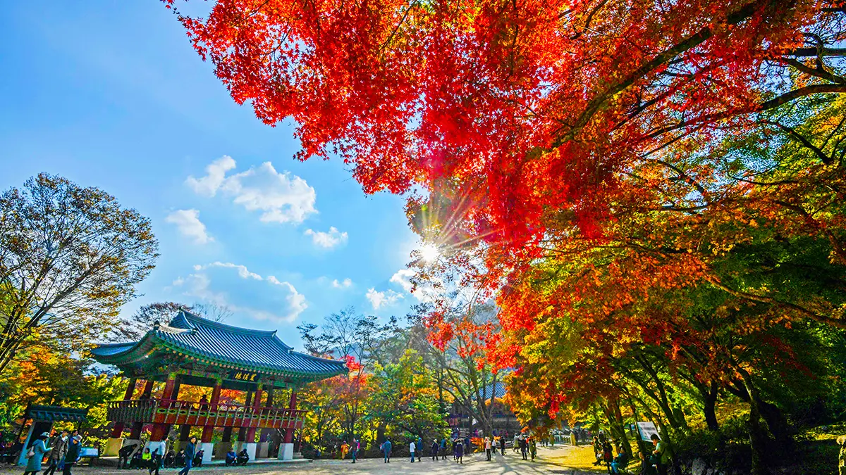 장성 백암산 백양사 단풍