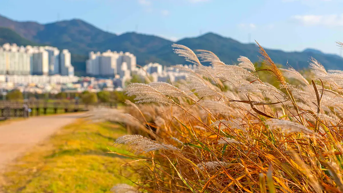 대저생태공원 억새