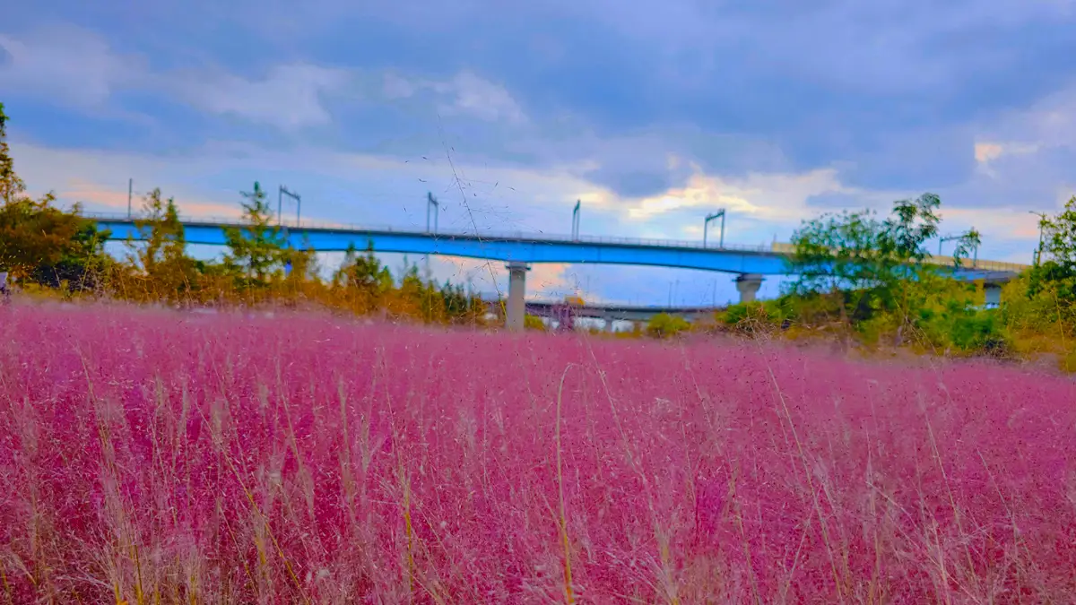 대저생태공원 핑크뮬리