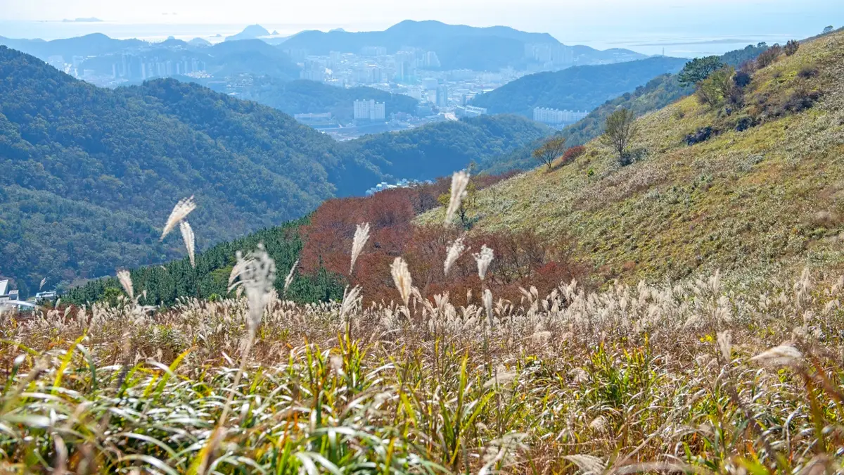 승학산 억새평원 승학산 억새평원