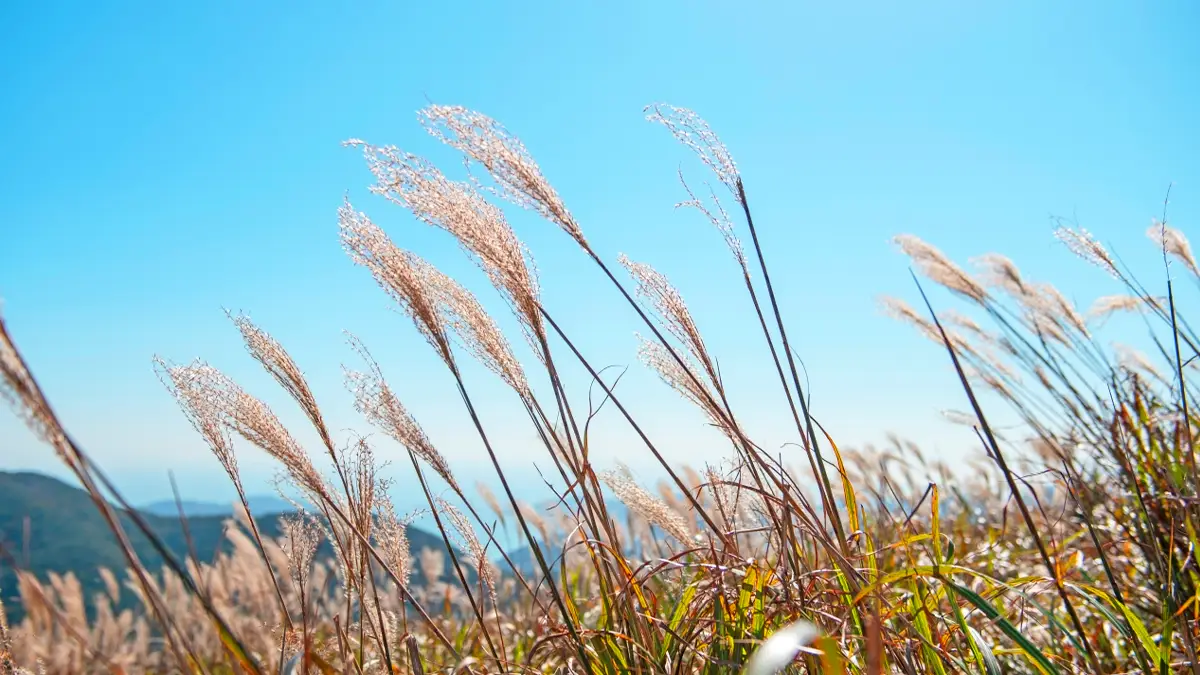 승학산 억새 모습 승학산 억새 모습