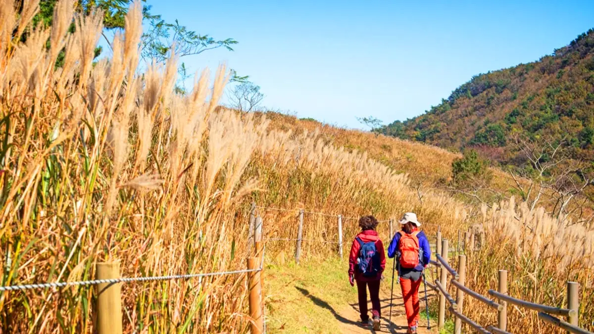 승학산 억새 트레킹 승학산 억새 트레킹