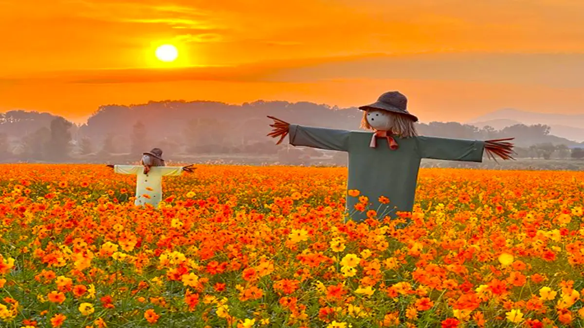 부여 백마강 코스모스 노을 부여 백마강 코스모스 노을