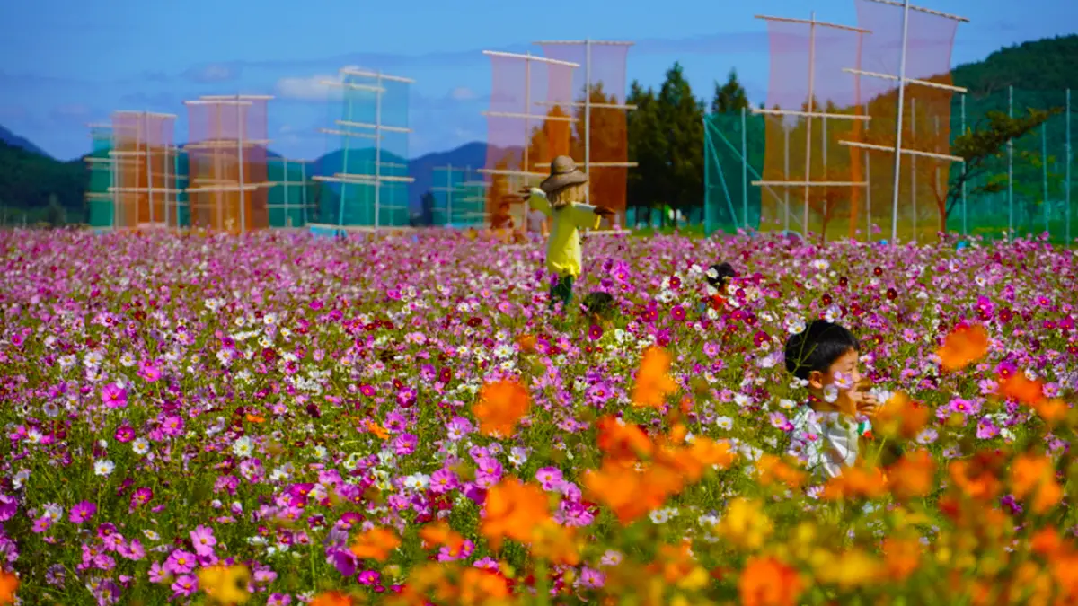 부여 백마강 코스모스 부여 백마강 코스모스