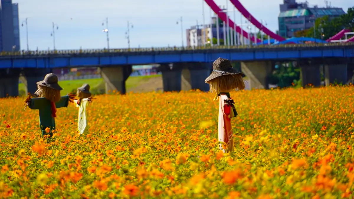 부여 백마강 코스모스 허수아비 부여 백마강 코스모스 허수아비