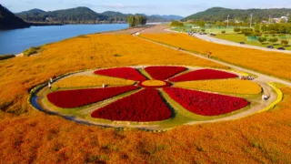 부여 백마강 코스모스 항공