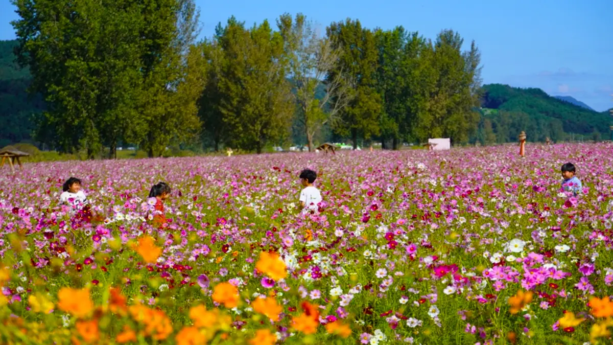 백마강 코스모스 백마강 코스모스