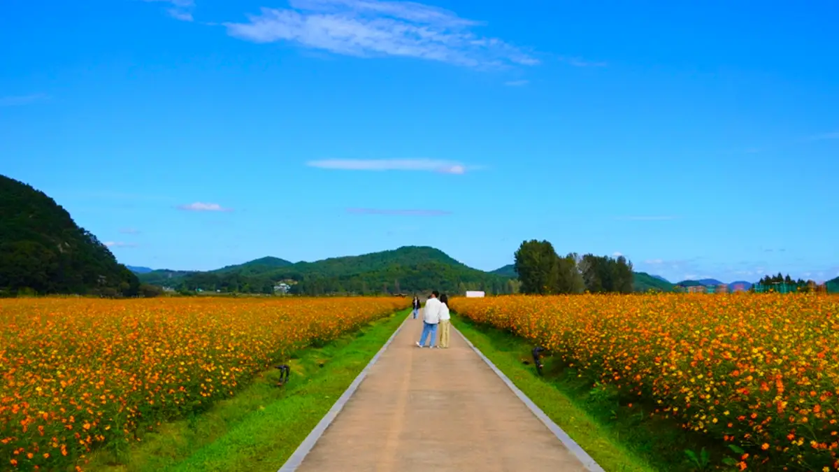 부여 백마강 코스모스 산책 부여 백마강 코스모스 산책