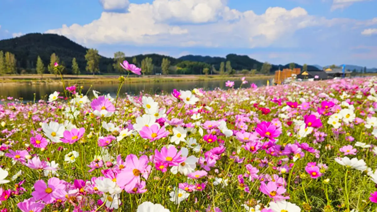 부여 백마강 코스모스단지 부여 백마강 코스모스단지
