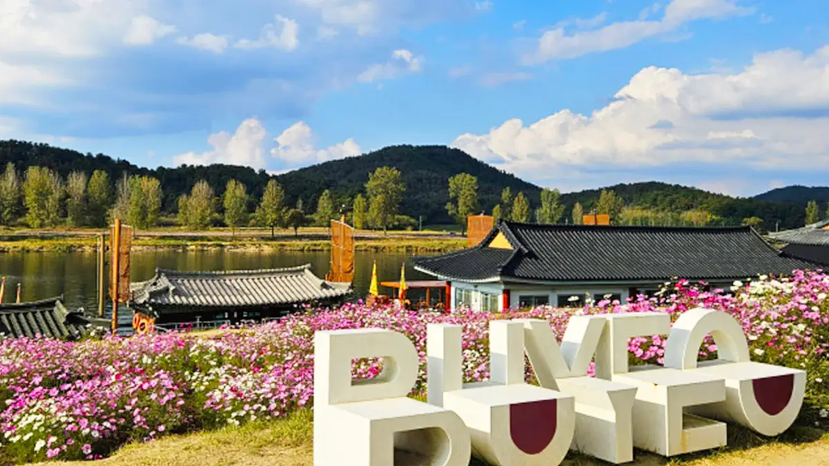 부여 코스모스단지 부여 코스모스단지