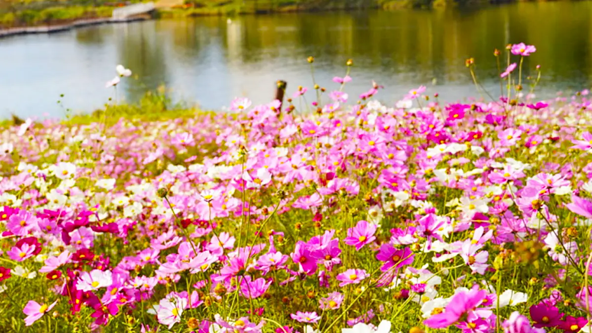 부여 백마강 코스모스 부여 백마강 코스모스