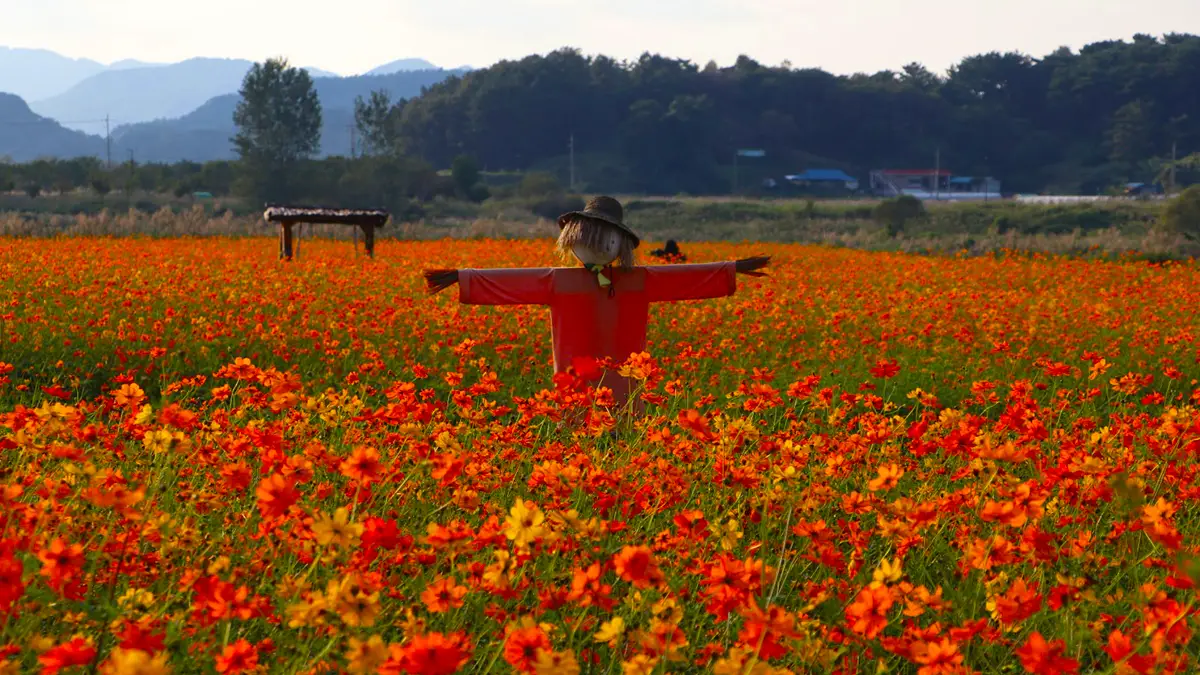 부여 백마강 황화코스모스 부여 백마강 황화코스모스