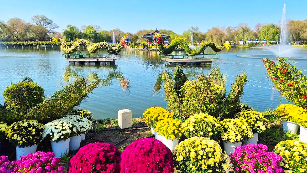 백제고도부여국화축제