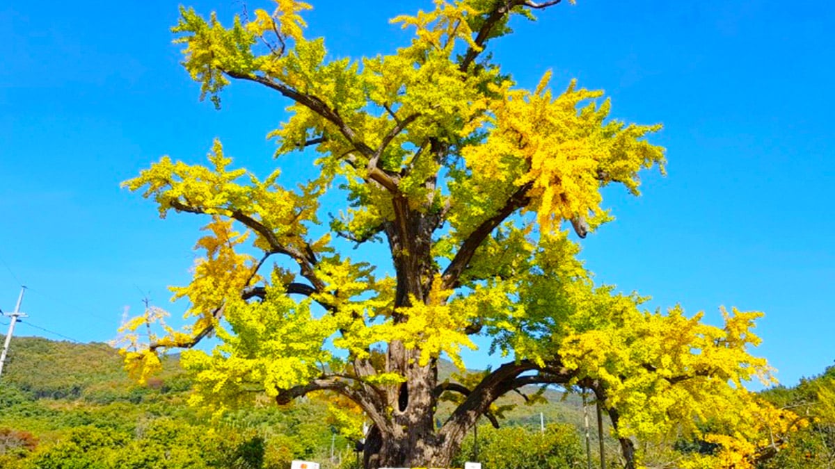 부여 주암리 은행나무