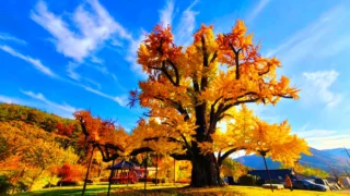 부여 주암리 은행나무 가을