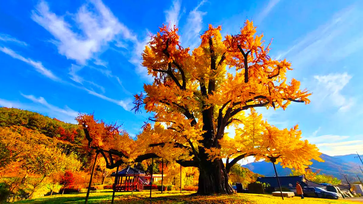 부여 주암리 은행나무 가을